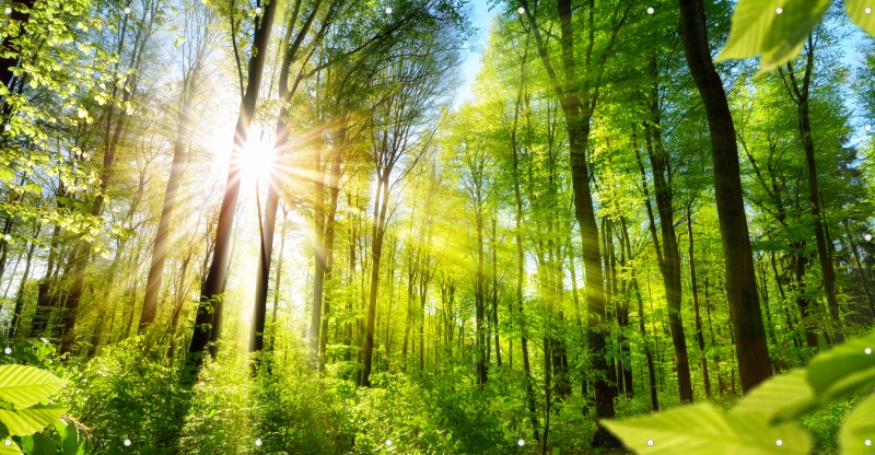 Waldmotiv