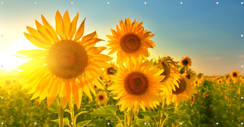 Sonnenblumen Feld