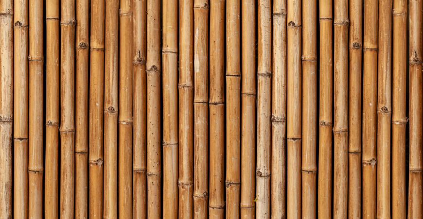 Bambus Naturmotiv