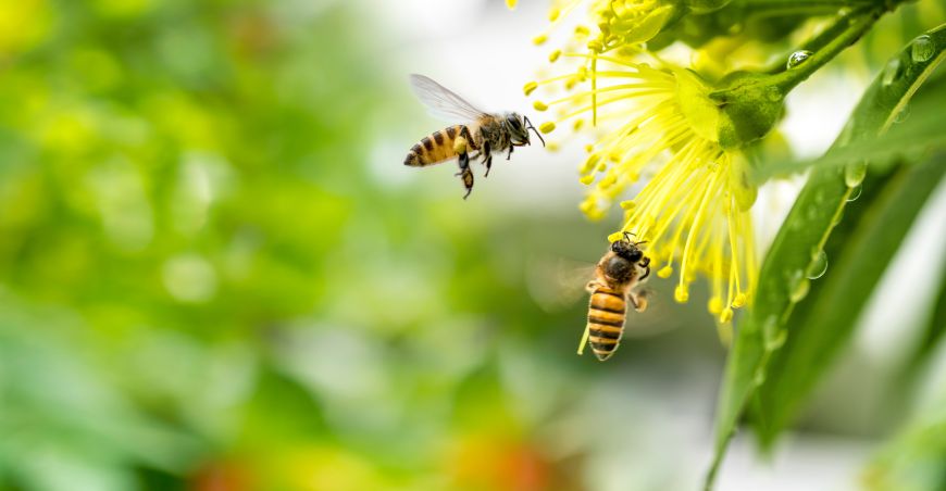 Bienen
