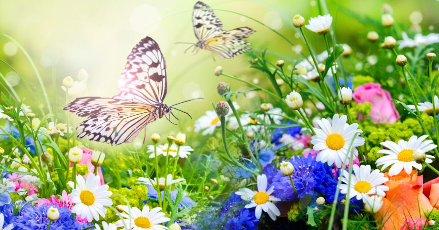 Schmetterling & Blumenwiese