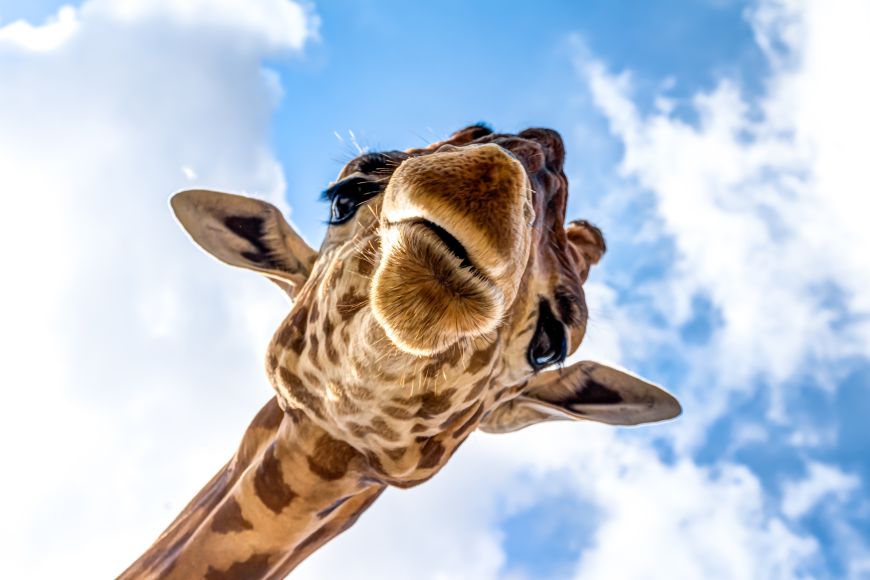 Motiv Giraffe