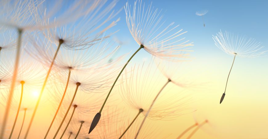 Pusteblume Motiv
